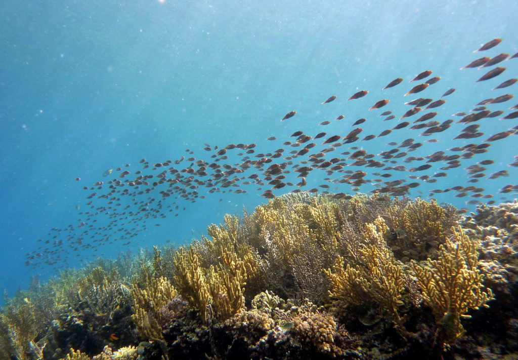 Snorkeling